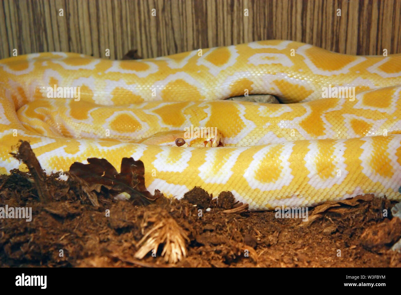 The Burmese python (python bivittatus), is a python species found in tropical South and Southeast Asia Stock Photo