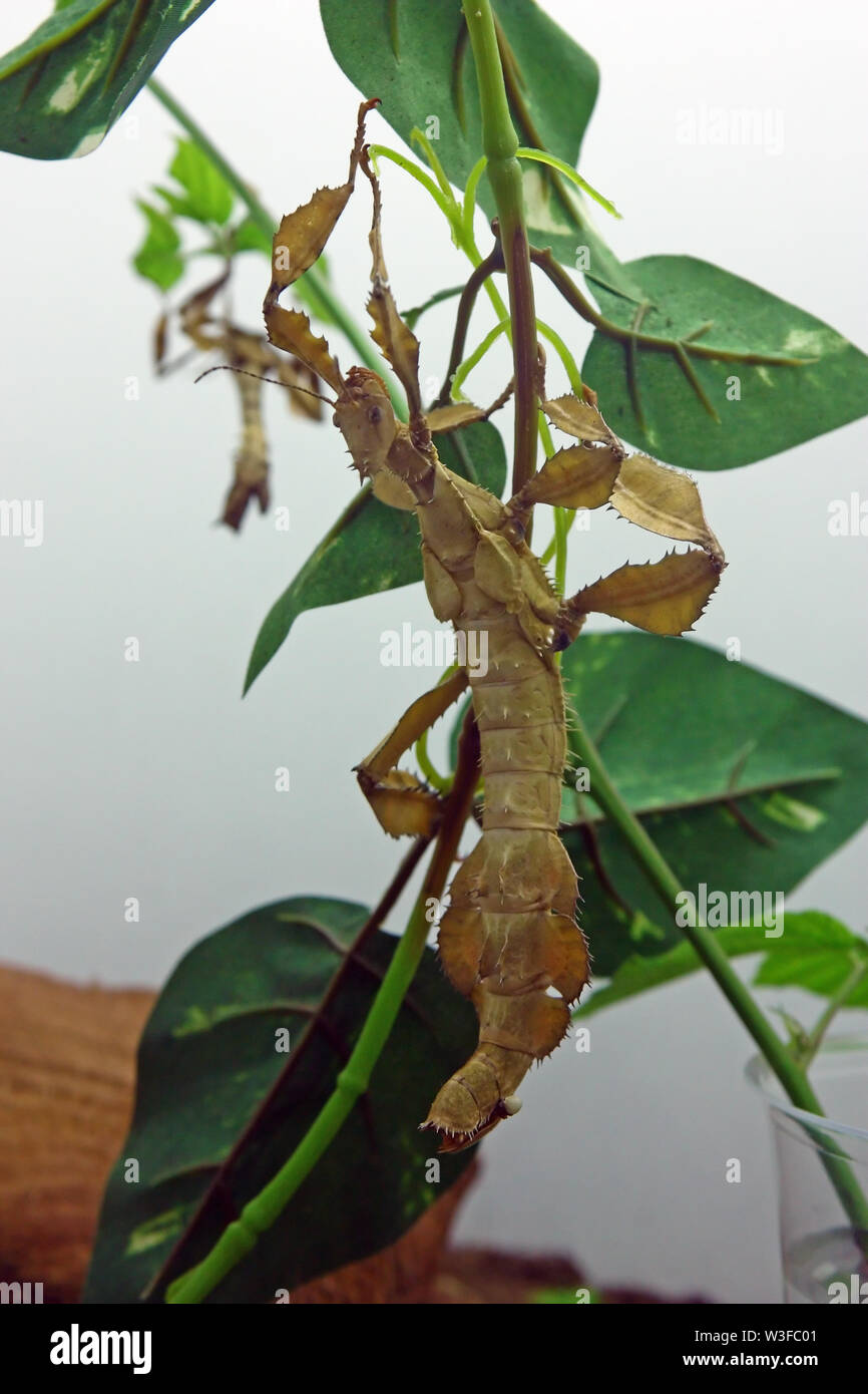 The giant prickly stick insect (extatosoma tiaratum), is a large