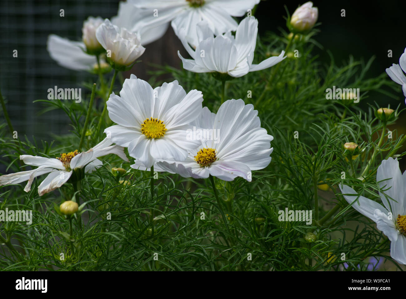 Garden Flower Plants Horticulture Stock Photo