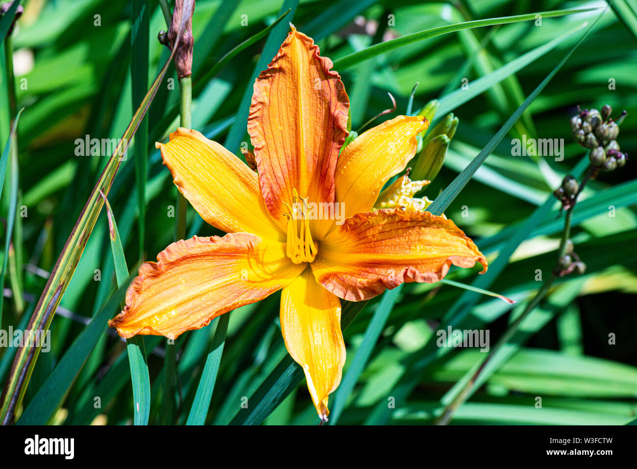 The flower of a common orange daylily (Hemerocallis fulva) Stock Photo