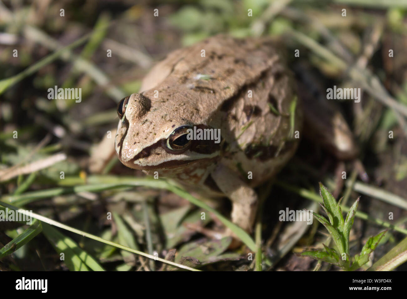 Frog in the park on the grass Stock Photo