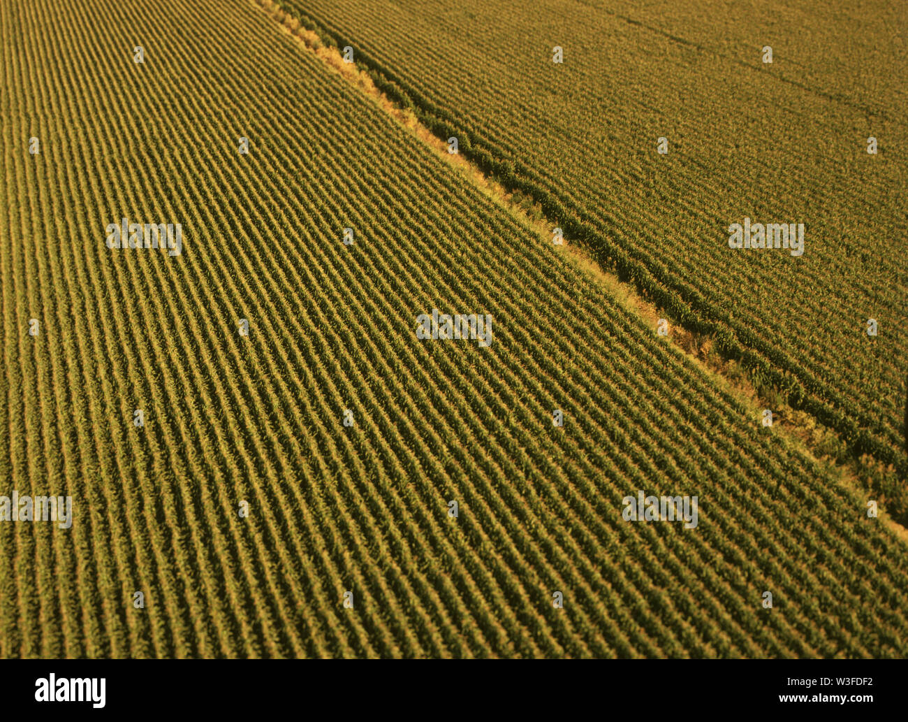 Rows of corn Stock Photo - Alamy