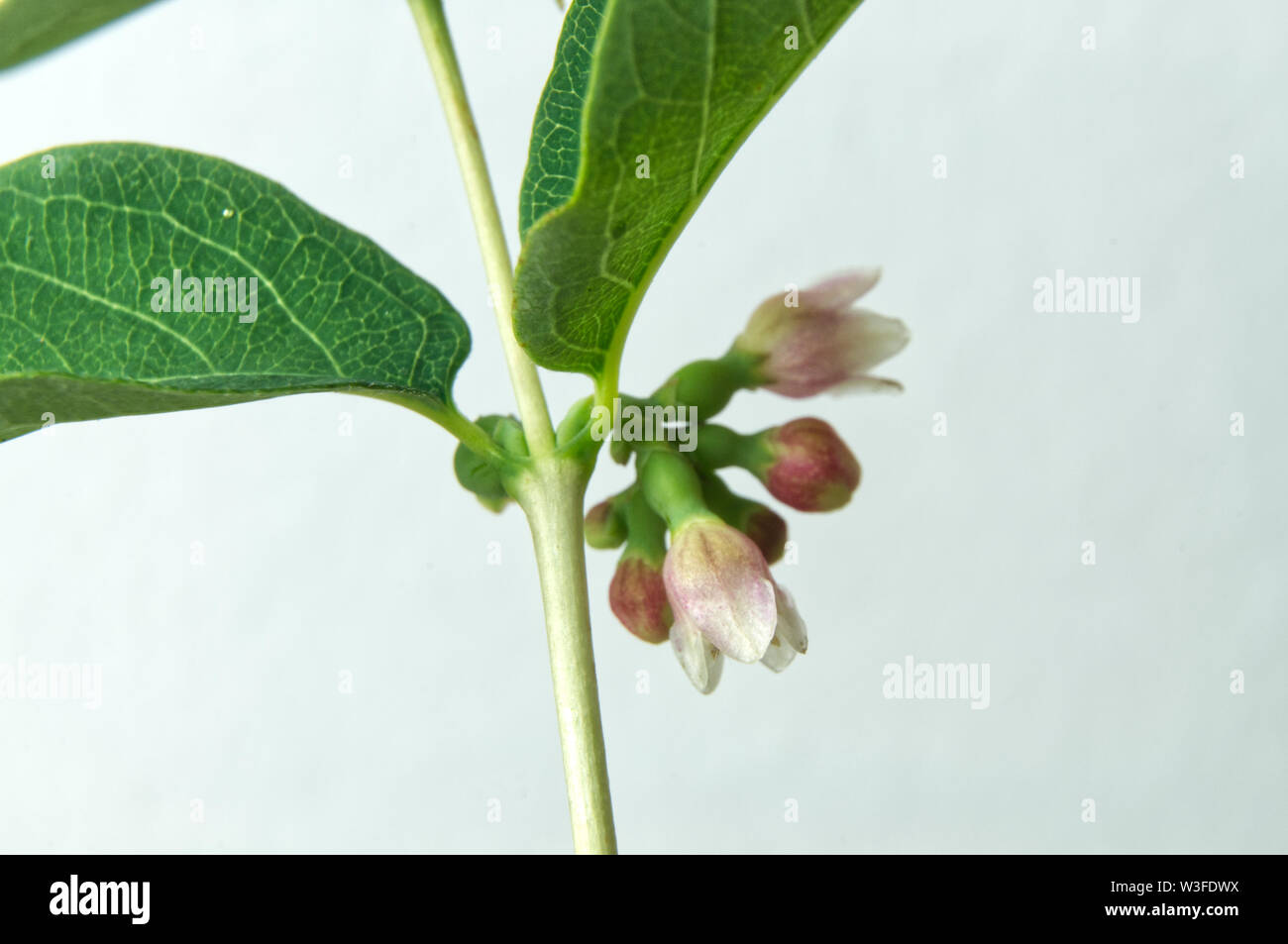 macrophotography of flower cluster of a snowberry or waxberry shrub Stock Photo