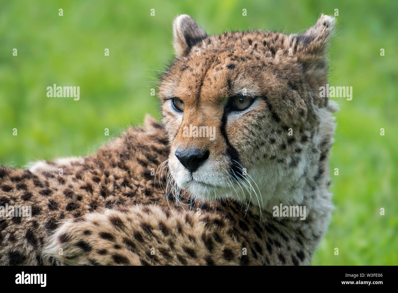 Northeast African cheetah / Sudan cheetah (Acinonyx jubatus soemmeringii) native to Sudan and Ethiopia Stock Photo