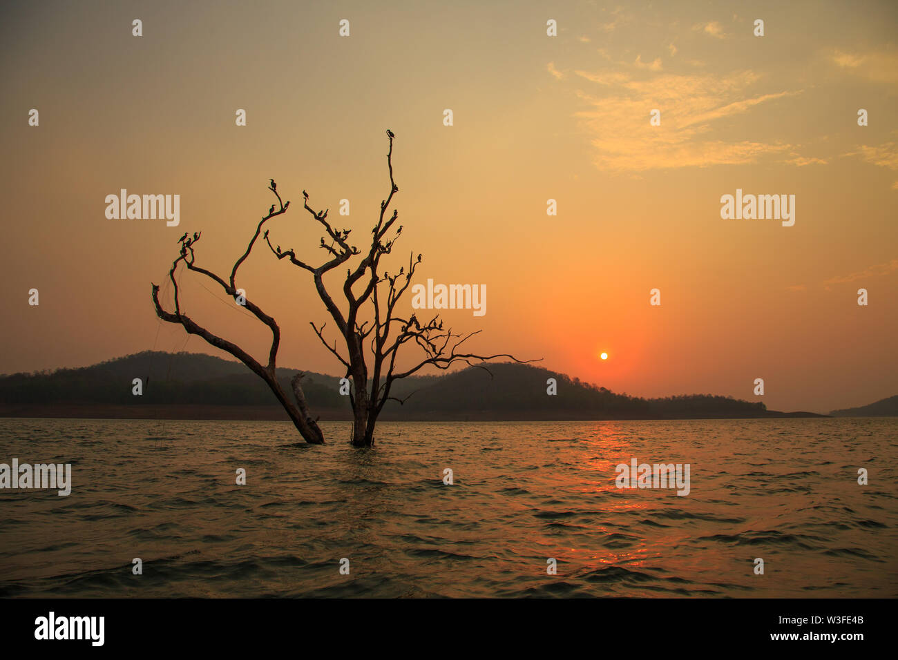 Birds on submerged tree hi-res stock photography and images - Alamy