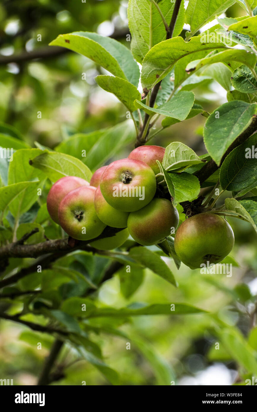 bramley apple tree