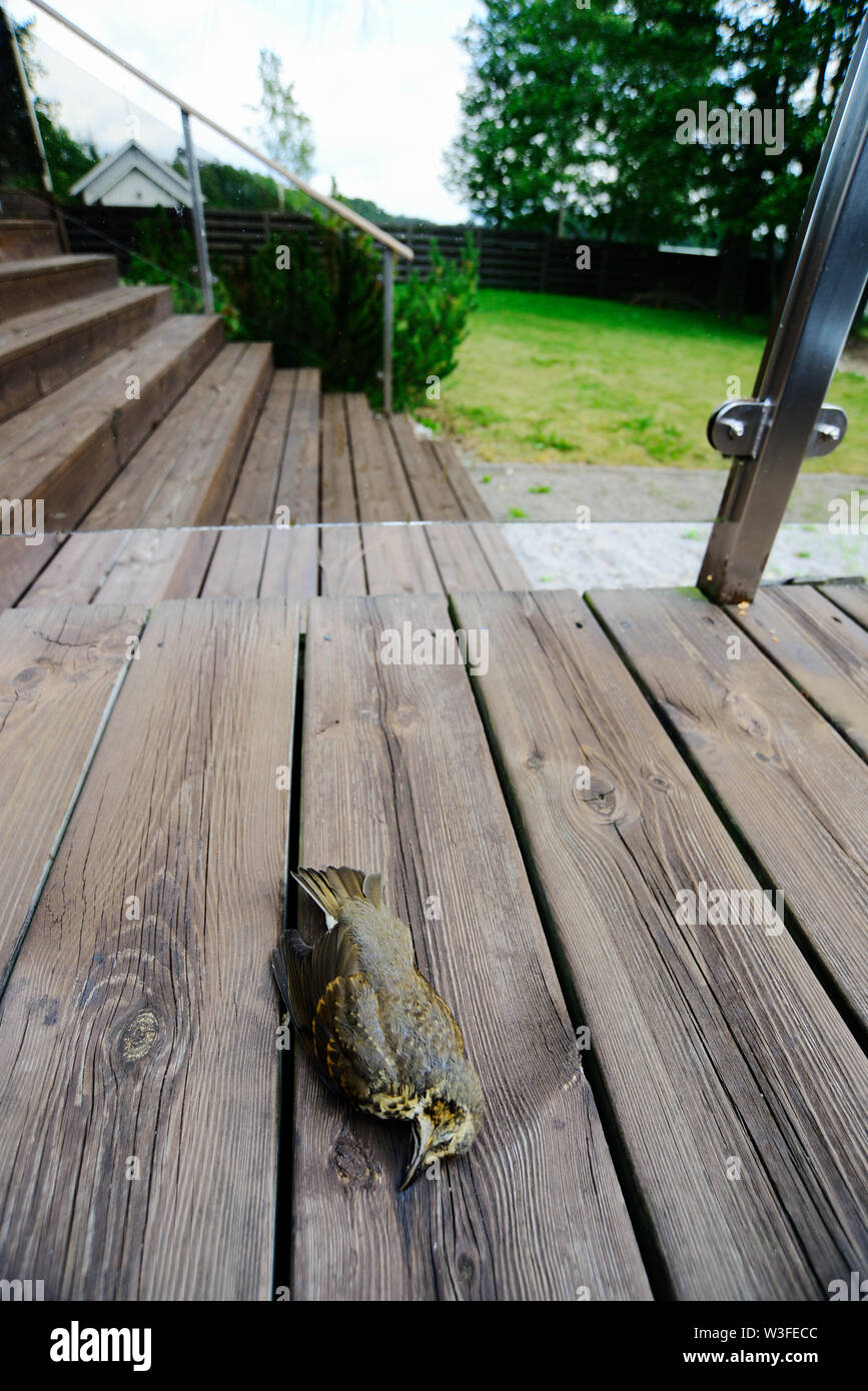 Close up wild bird dead decay hi-res stock photography and images - Alamy
