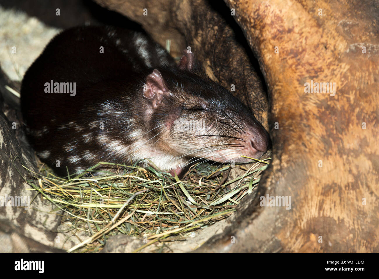 Lowland Paca (Cuniculus paca) sleeping Stock Photo