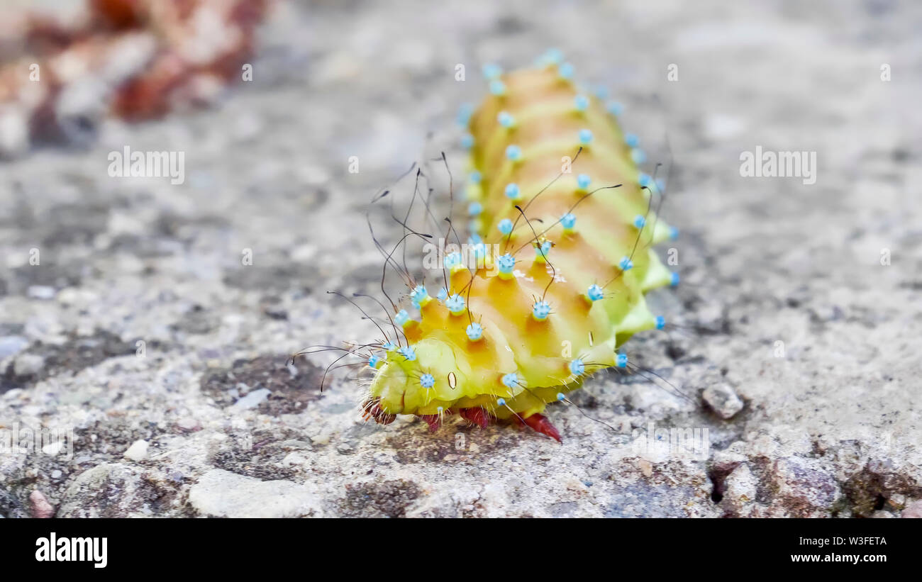 Giant Caterpillar High Resolution Stock Photography and Images - Alamy