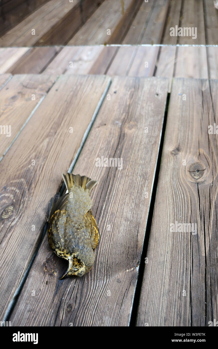 Close up wild bird dead decay hi-res stock photography and images - Alamy