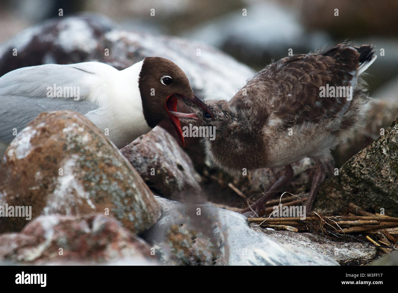 Black-headed gulls (Larus ridibundus) feed their Chicks belching brought food. Little bird has got beak in throat of parent in anticipation of bolus, Stock Photo