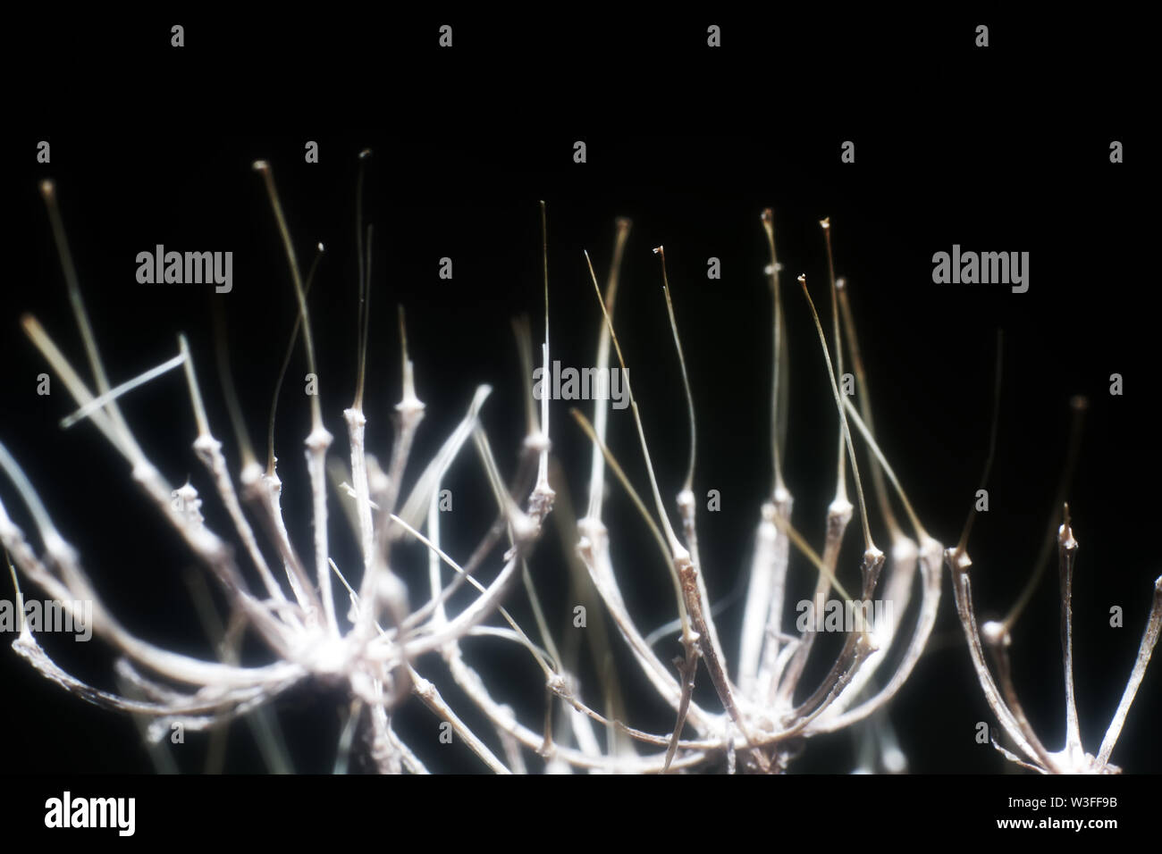 Dry gray gnarled grass stems on a black background. Ultra macro Stock Photo