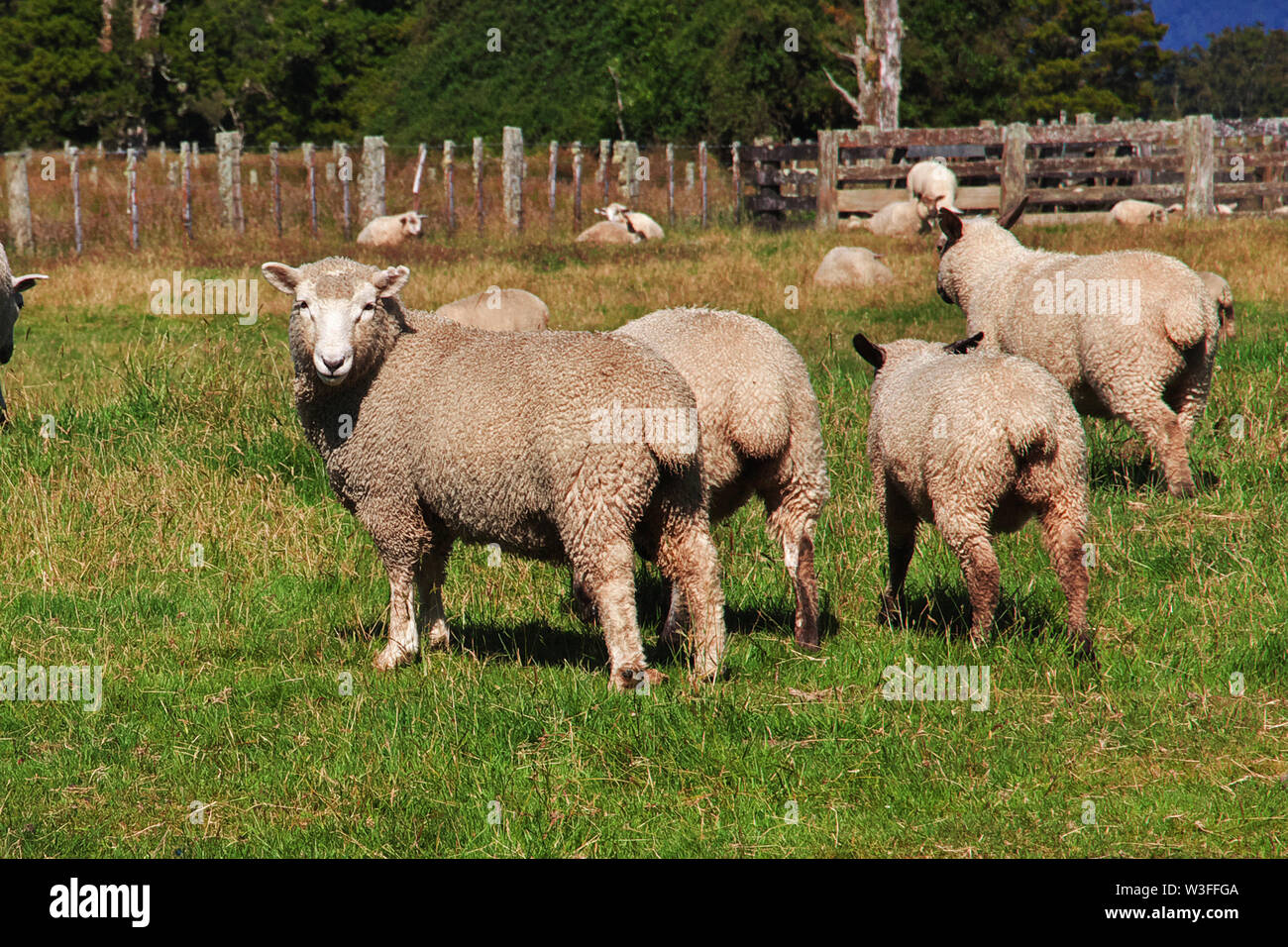 New zealand famous sheep hires stock photography and images Alamy