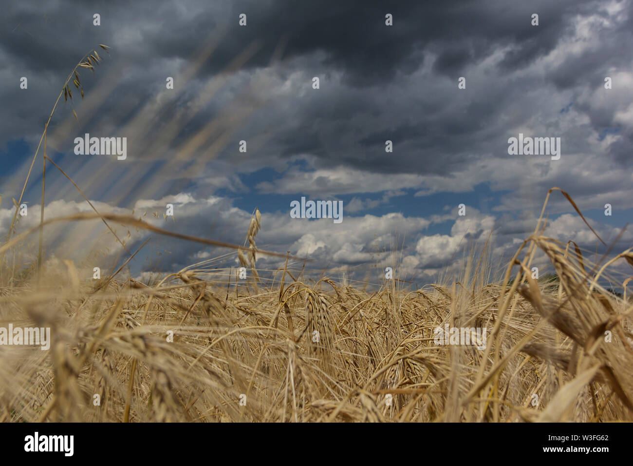 Wheat field with blue sky with sun and clouds. Beautiful nature Stock ...