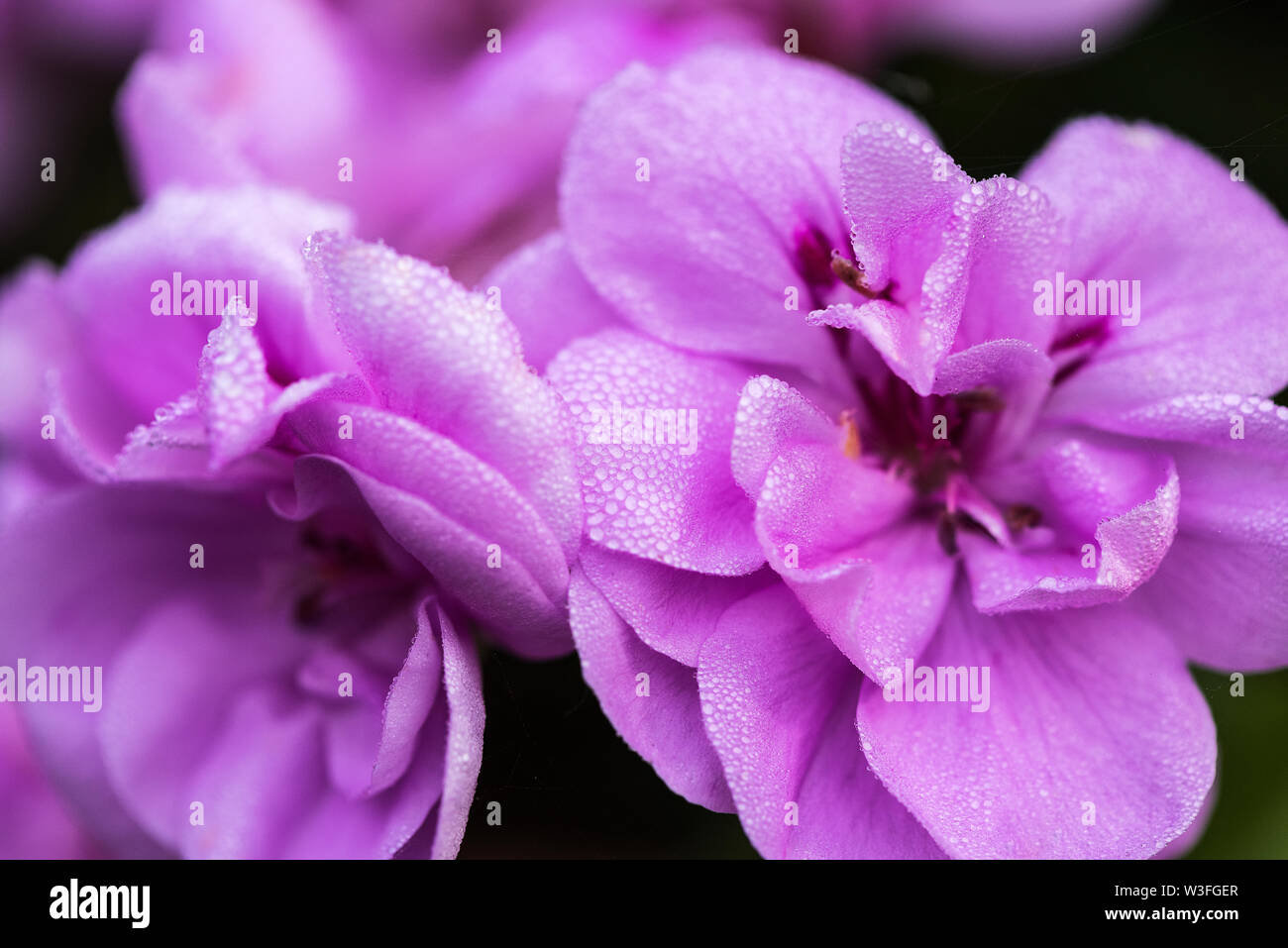 Purple begonia hi-res stock photography and images - Alamy