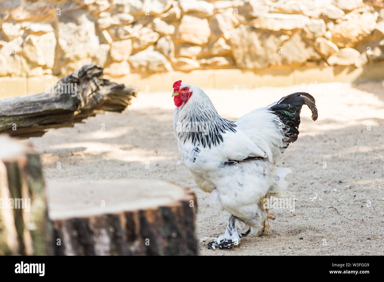 Black Jersey Giant and Light Brahma hens  GreenFuse Photos: Garden, farm &  food photography