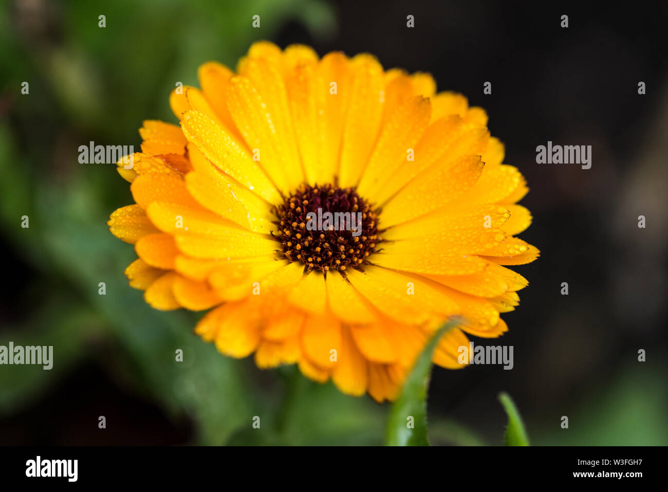 Close up of edible orange marigold flower with dew on the petals Stock Photo
