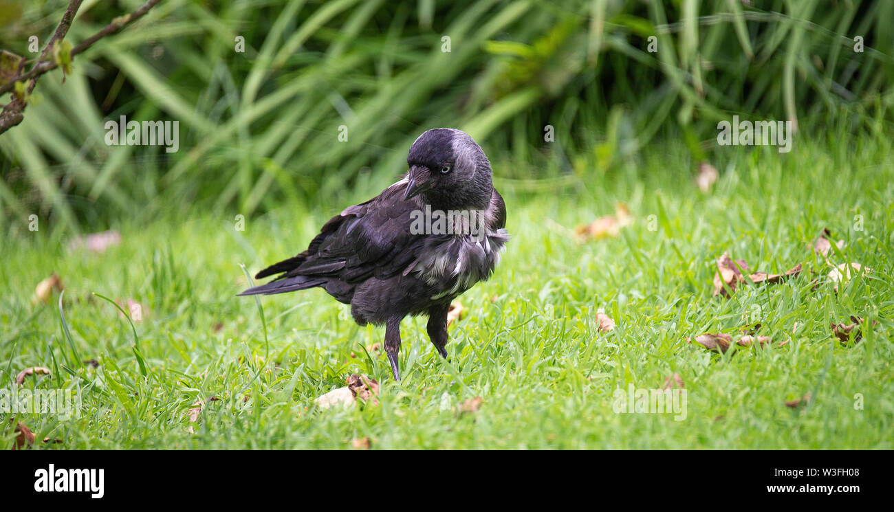 A Partially Albino Jackdaw on a Lawn in a Garden Looking for Food in Alsager Cheshire England United Kingdom UK Stock Photo