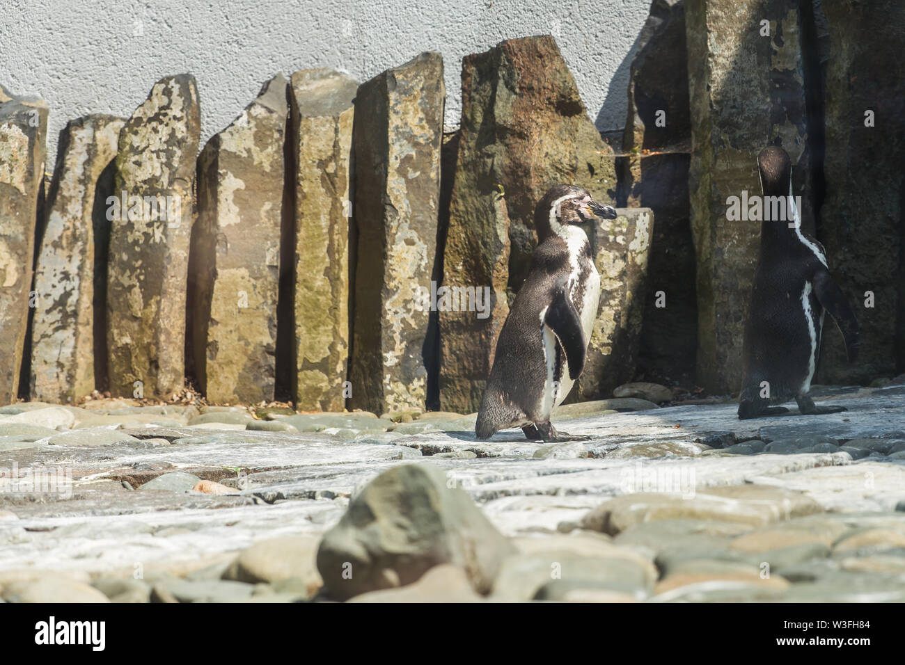 Cute african penguins walking at the zoo. Concept of animal life in a zoo. Animal protection. Stock Photo