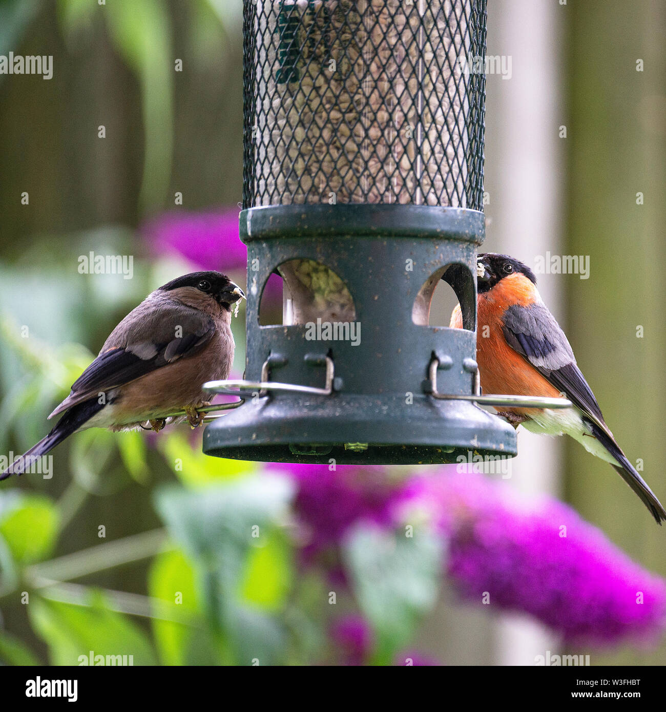 Male and Female Bullfinches Perching on a Bird Feeder Eating Sunflower Heart Seeds in a Garden in Alsager Cheshire England United Kingdom Stock Photo