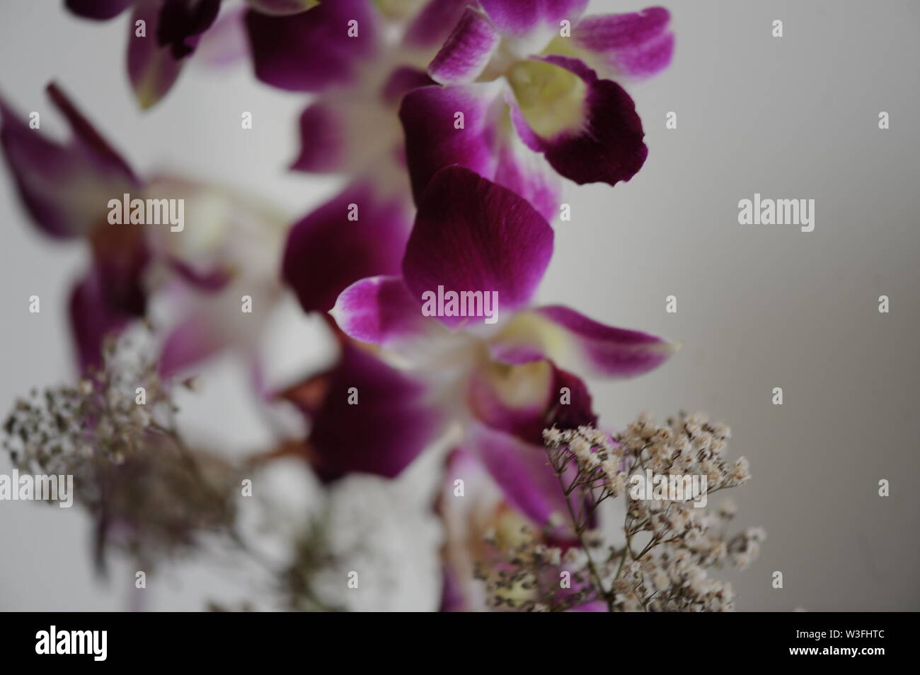 Purple and white flowers with white fillers Stock Photo - Alamy