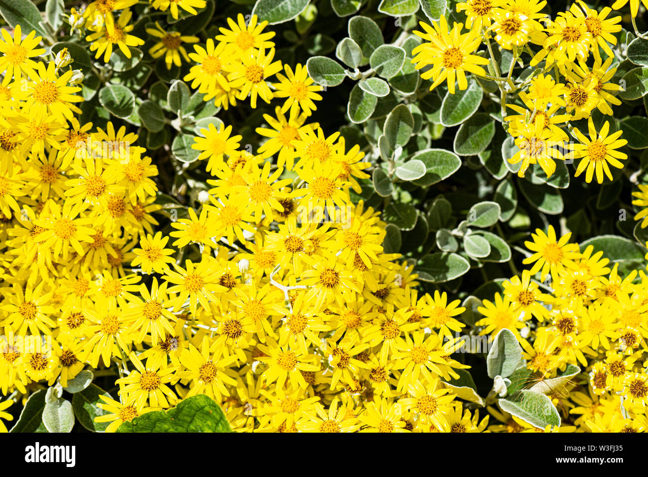 The yellow flowers of a Brachyglottis 'Sunshine' Stock Photo