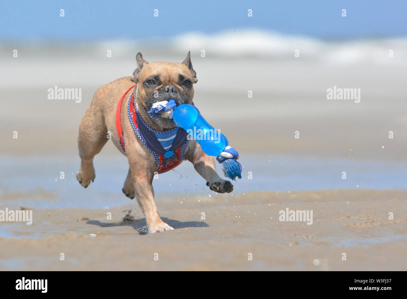 Small and cute brown French Bulldog dog with sailor harness carrying big blue toy in muzzle while playing fetch at the beach on holidays Stock Photo 