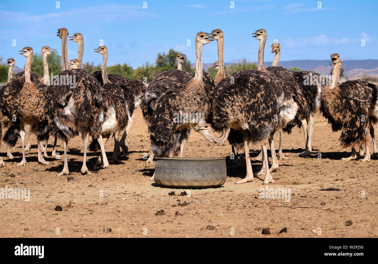 Large group of ostriches on a farm surrounding feeding pail. Birds are