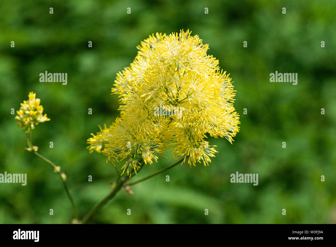 The flowers of a common meadow-rue (Thalictrum flavum) Stock Photo