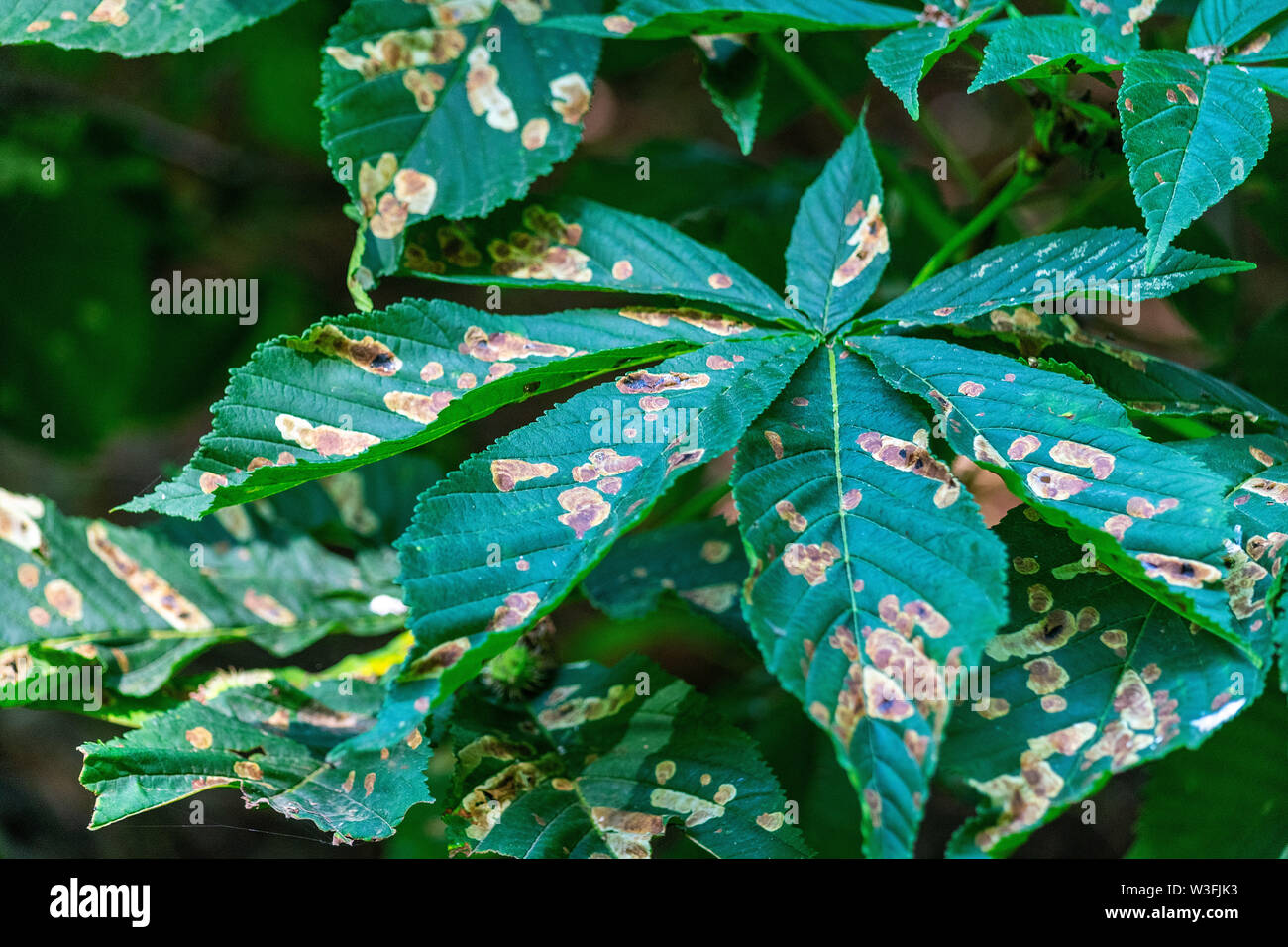Horse chestnut tree leaves, otherwise known as the conker tree. The leaves are diseased with a fungus which causes blotches to appear. Stock Photo