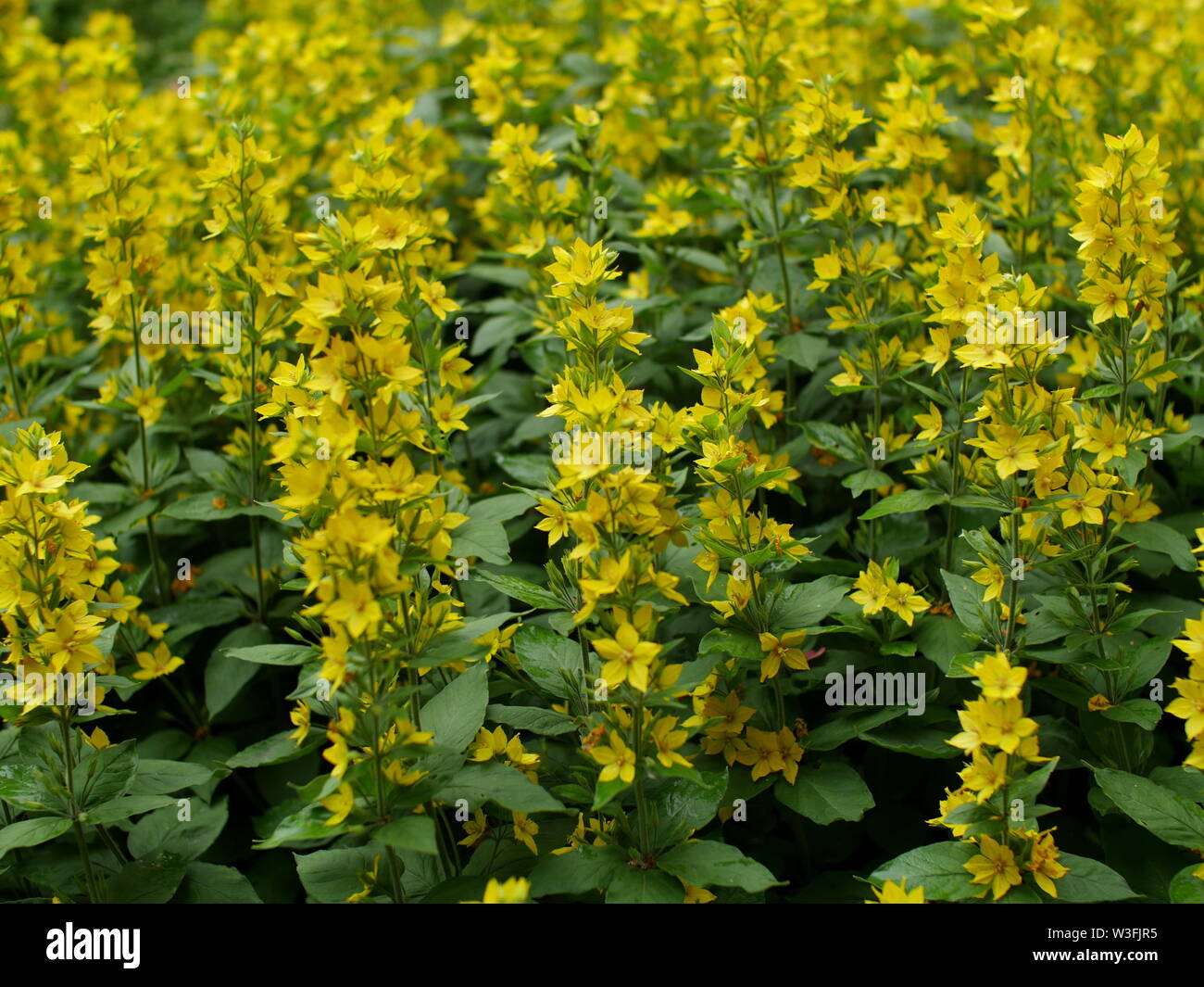 flowers loosestrife bright yellow inflorescences thickets, healing plant Stock Photo