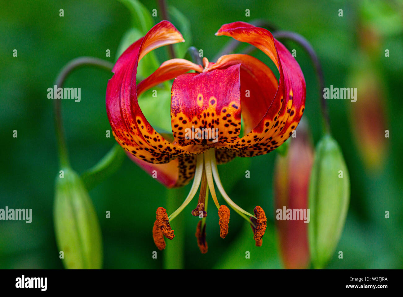 A flower of a leopard lily (Lilium pardalinum) Stock Photo