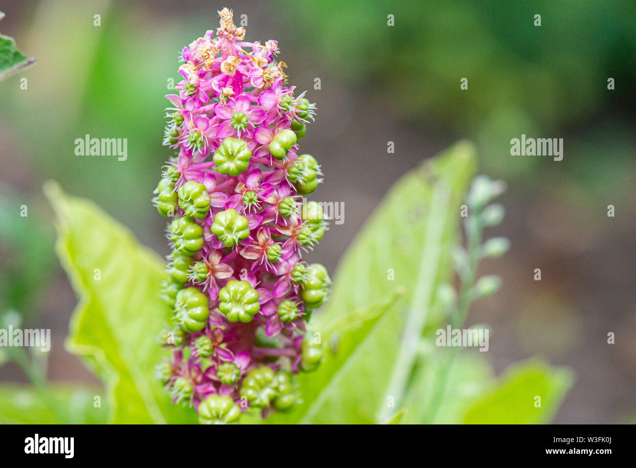 The flower spike of an American pokeweed (Phytolacca americana) Stock Photo