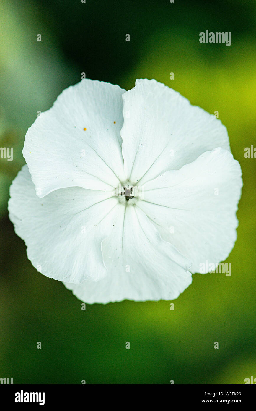The flower of a white-flowered rose campion (Lychnis coronaria 'Alba') Stock Photo