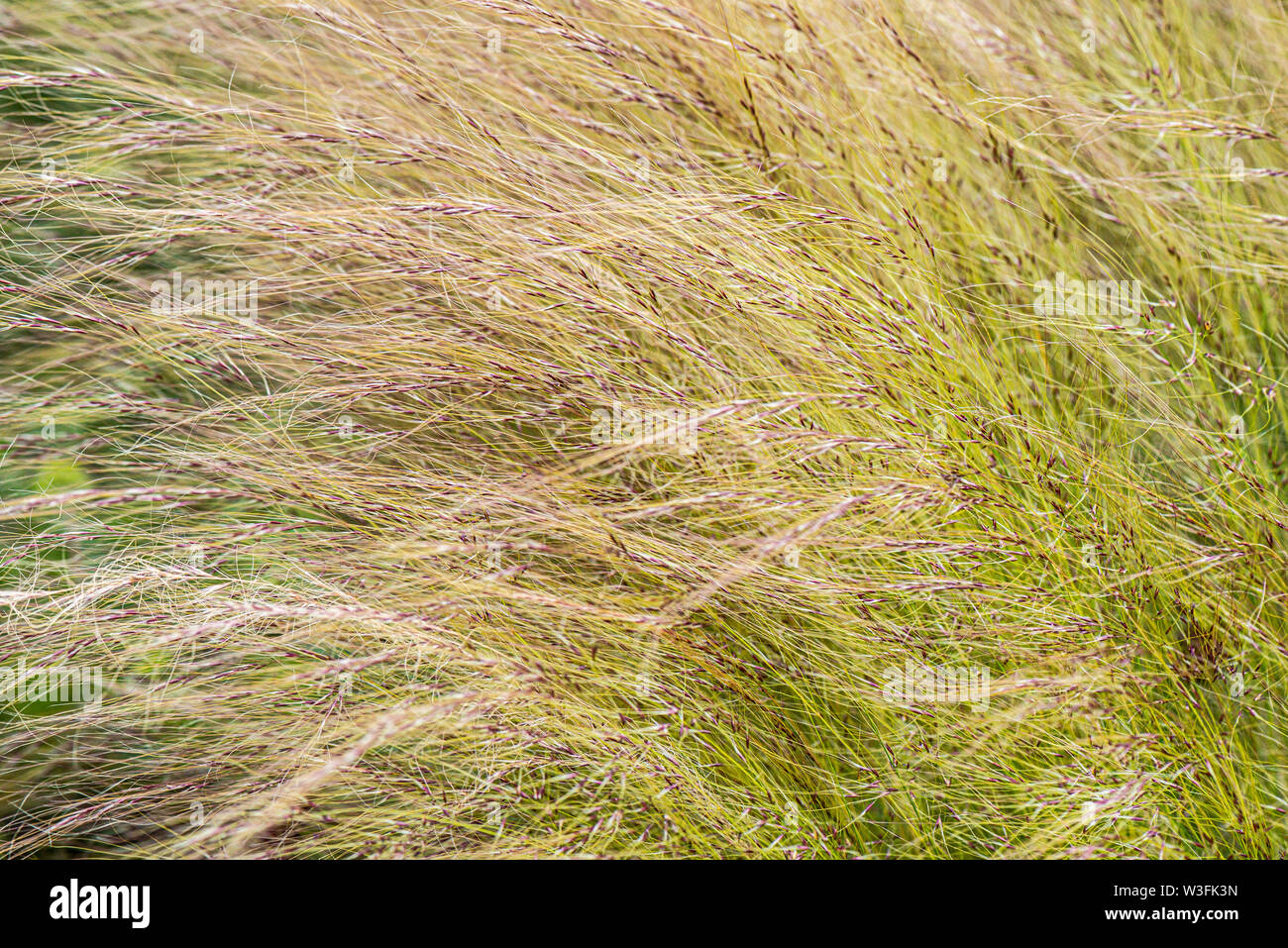 Long ornamental grass Stock Photo