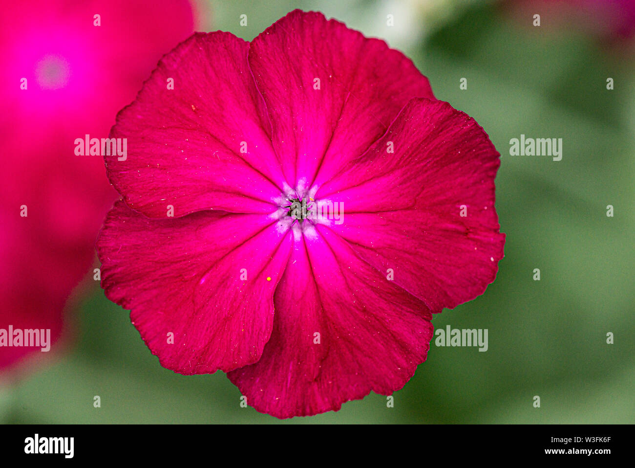 The flower of a rose campion (Lychnis coronaria) Stock Photo