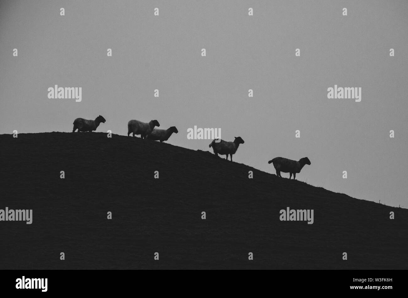 A silhouette of sheep standing on a hill with a clear sky behind on a Lake District farm Stock Photo