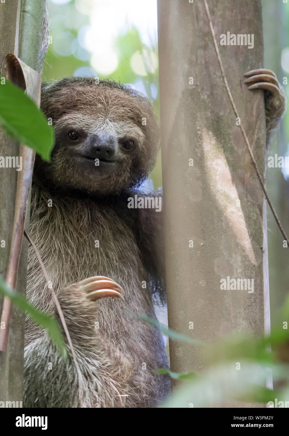 Brown-Throated Three Toed Sloth Stock Photo