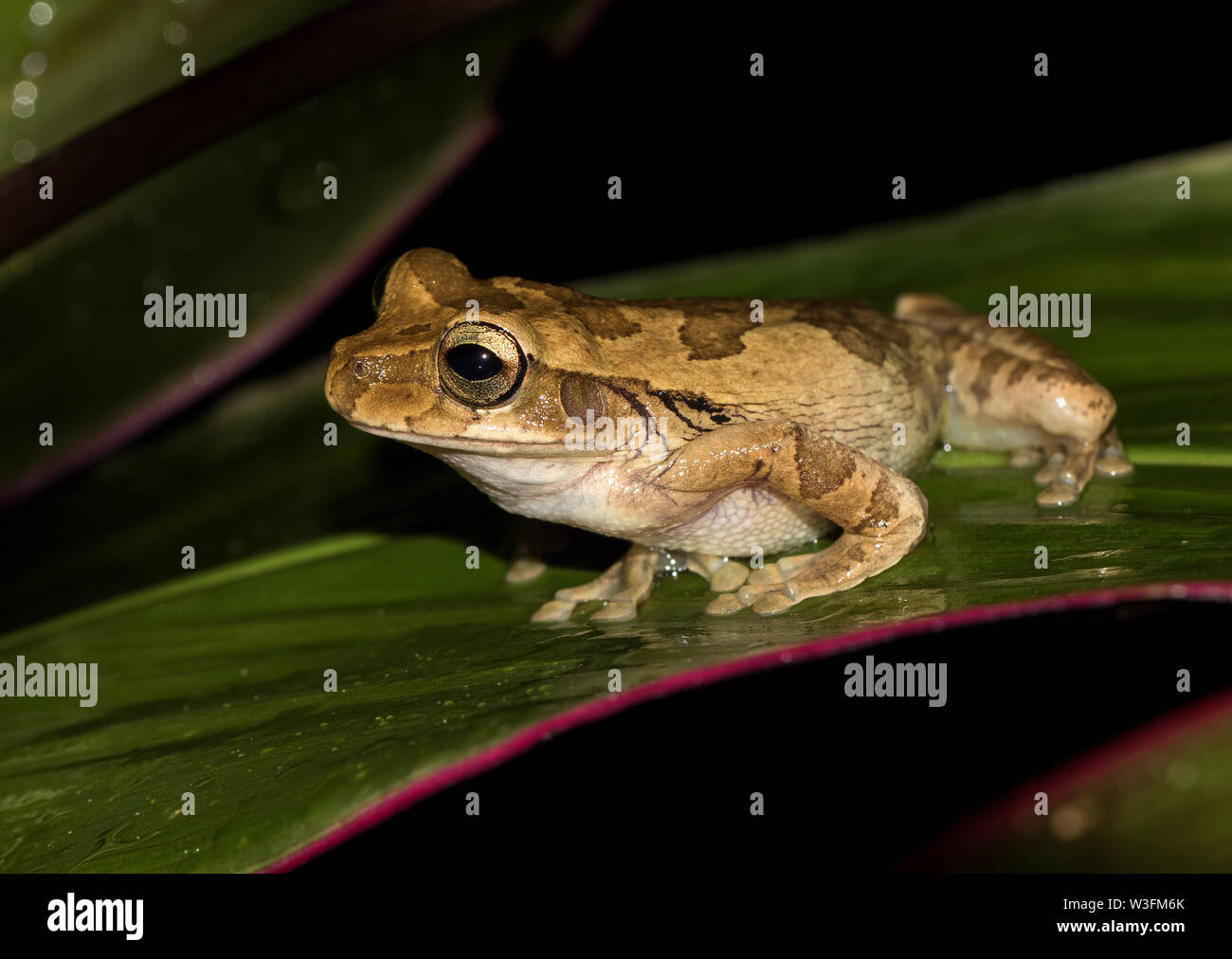 Nicaragua cross-banded tree frog (Smilisca puma) in Sarapiqui, Costa Rica  Stock Photo - Alamy