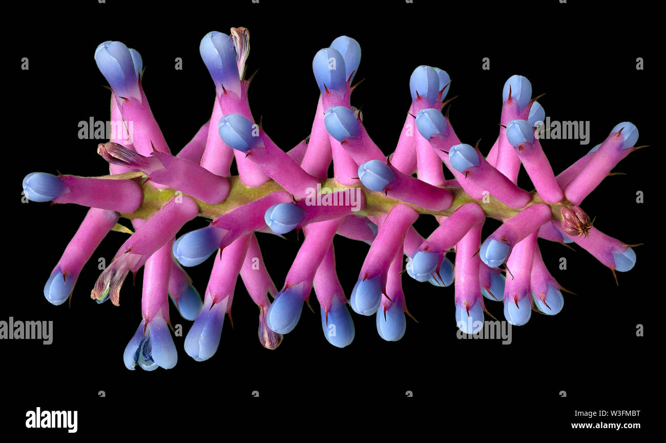 Macro photo of Aechmea Gamosepala, a Pink and Blue Ornamental Flower Stock Photo