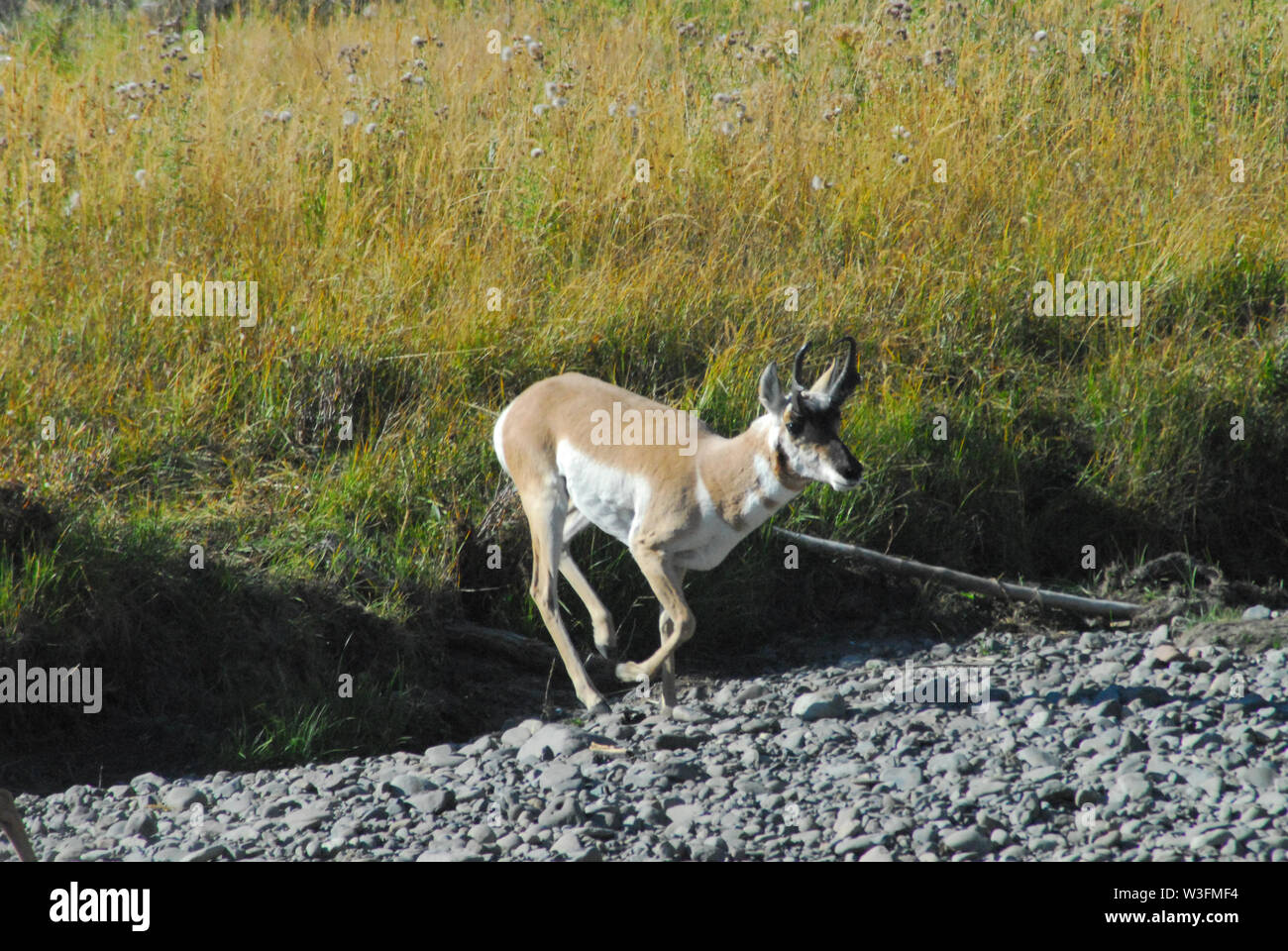 Close up of a Pronghorn Antelope galloping and jumping into a dried riverbed in Yellowstone National Park, Wyoming, USA Stock Photo