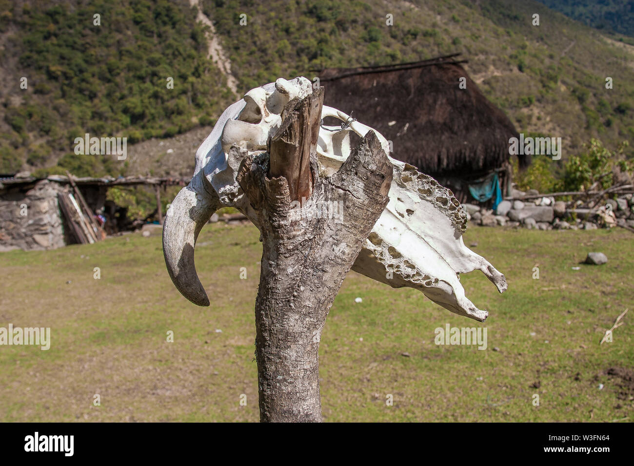 Sun bleached animal skull on a thick stick. Stock Photo