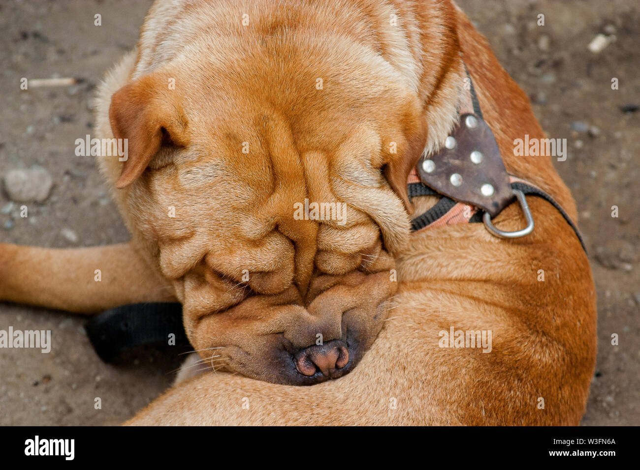 Cute wrinkly dog resting. Stock Photo