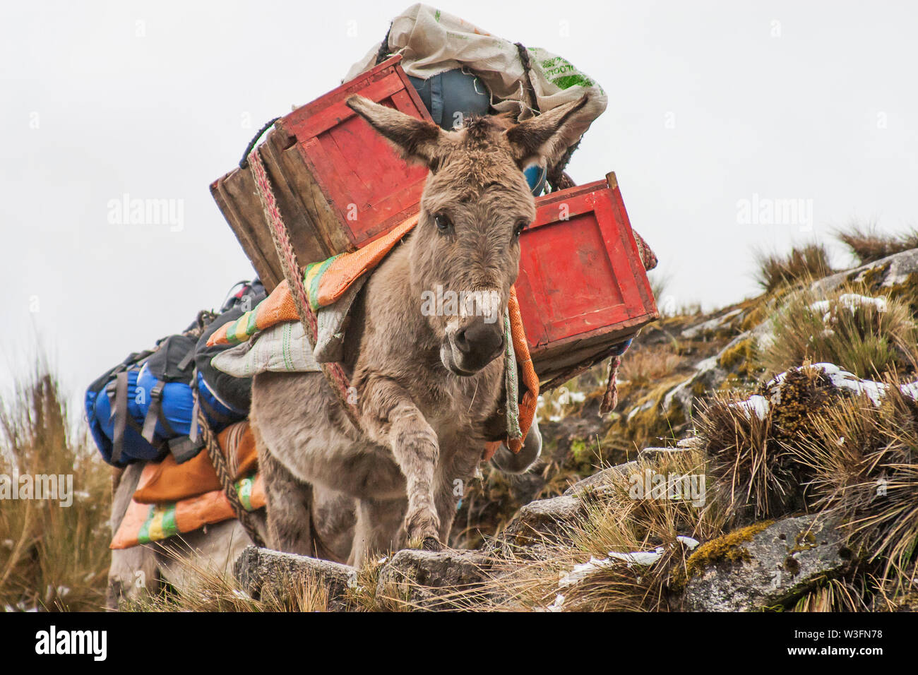 Donkey carrying cargo for trekkers in Peru. Stock Photo