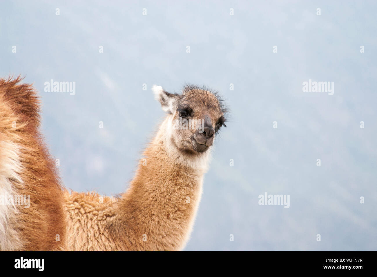 Curious llama. Stock Photo