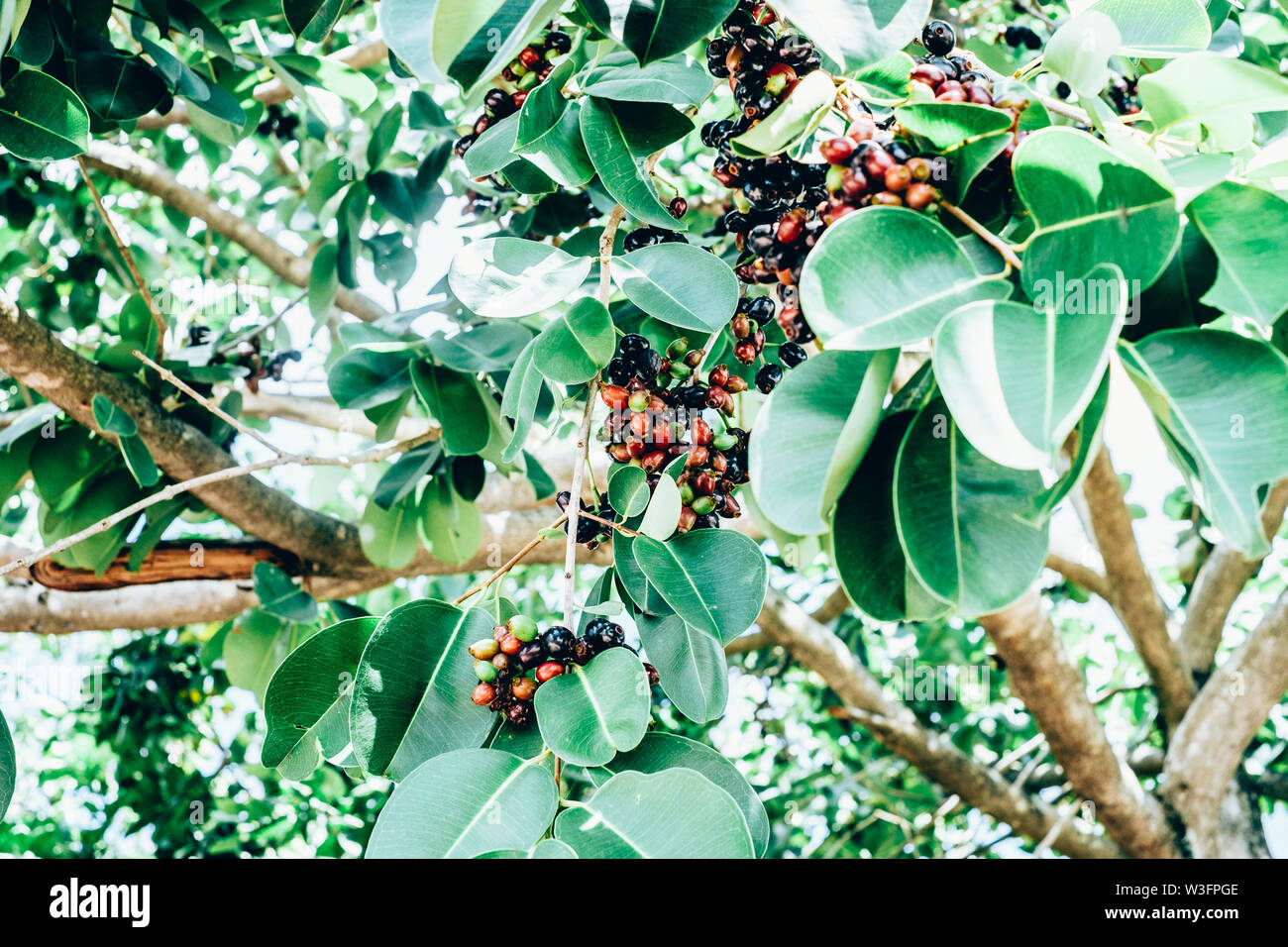 Bunch Of Organic Java Plum Fruits, Also Known As Duhat Or, 44% OFF