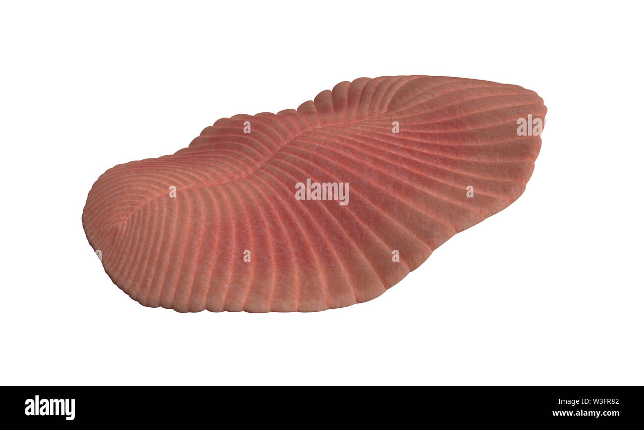 Dickinsonia, extinct creature of the Ediacaran era, one of the first animals (3d science render isolated on white background) Stock Photo