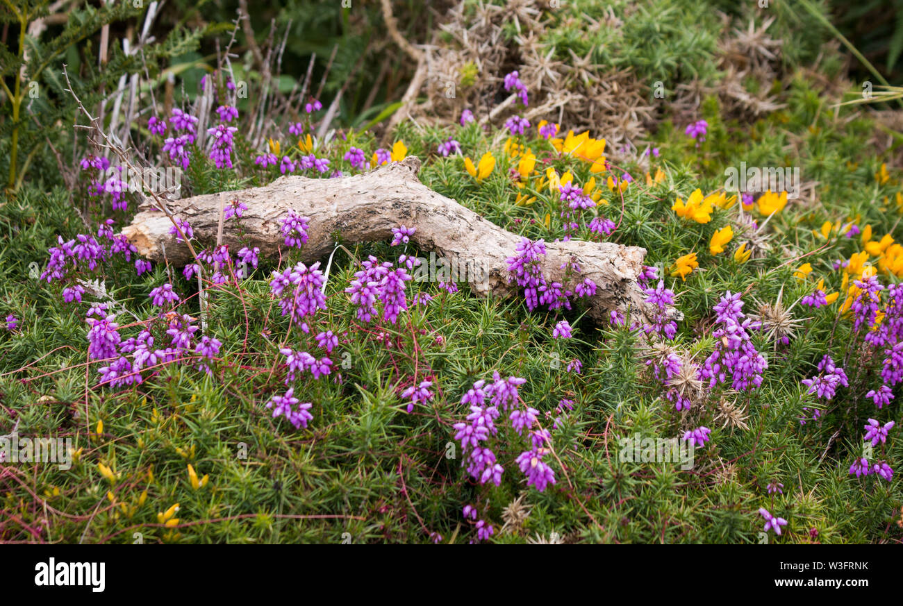wild heather off the Devon coast Stock Photo