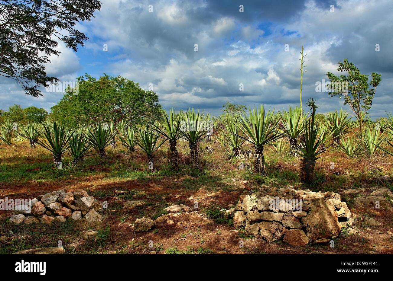 Agave field under a cloudy sky on Yucatan peninsula Stock Photo
