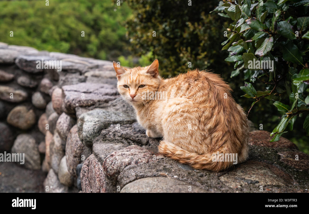 Cute ginger tabby cat sitting on a tall rock with a forest